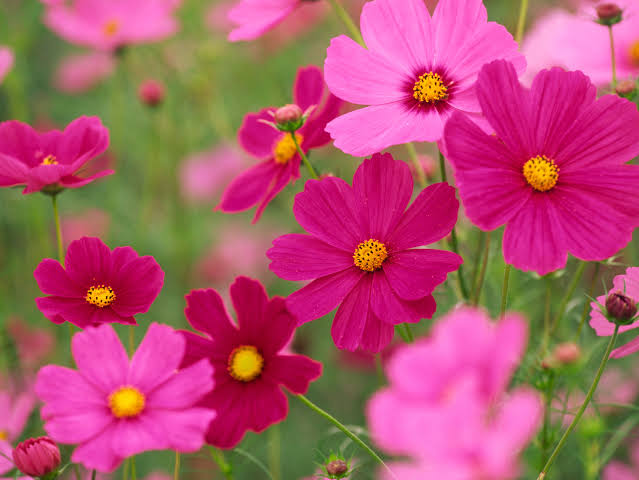 App development (Mix)